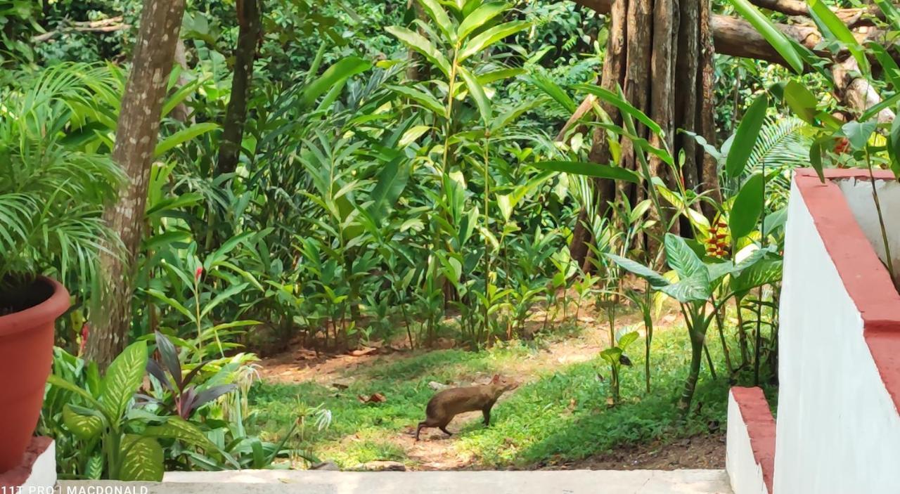 Casa Hadassa La Canada Palenque Ngoại thất bức ảnh